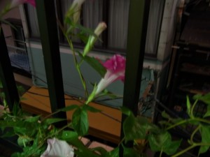Exif_JPEG_PICTURE